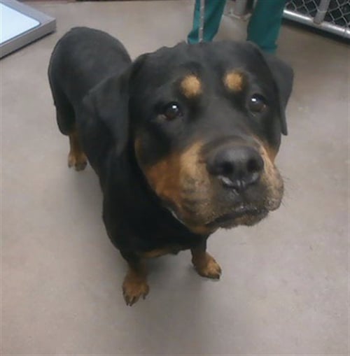 TOODIE - Rottweiler available for adoption