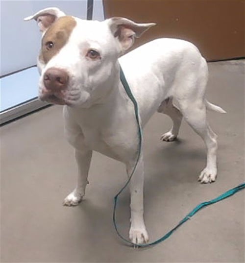 T-REX - American Pit Bull Terrier available for adoption