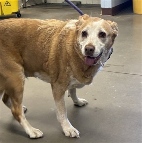 MAUDE - Labrador Retriever available for adoption