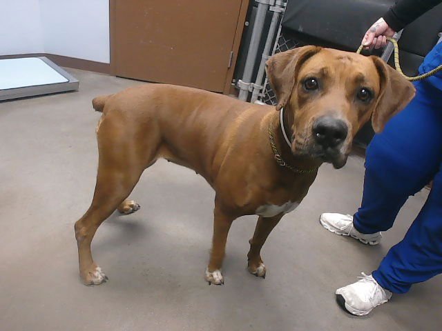 WENDY - Boxer / Redbone Coonhound available for adoption