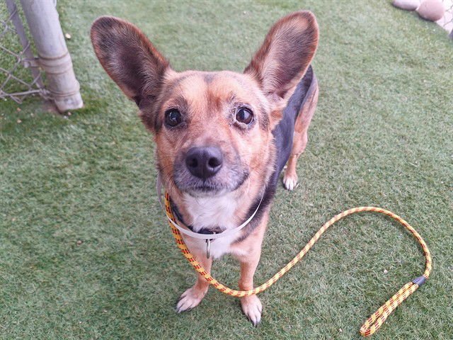 WILLOW - Chihuahua / German Shepherd Dog available for adoption