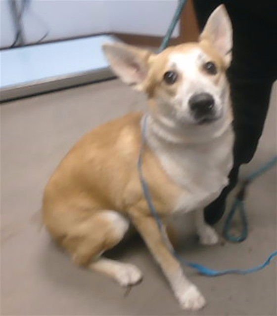 FLUFFY - Siberian Husky available for adoption