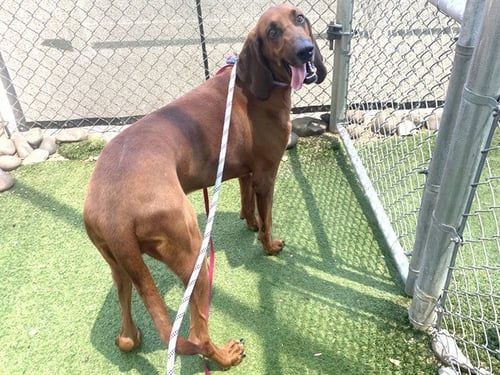 SNOOP - Bloodhound available for adoption