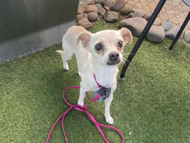 BIG BERTHA - Chihuahua available for adoption