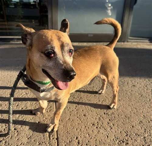 GIBLET - Chihuahua available for adoption