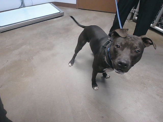 SQUEAKY - American Pit Bull Terrier available for adoption