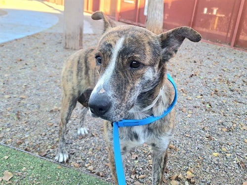 OASIS - American Pit Bull Terrier / Dutch Shepherd available for adoption
