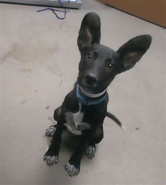 A5160529 - German Shepherd Dog available for adoption