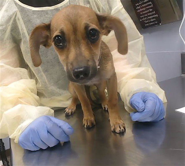 ALMOND - Chihuahua available for adoption