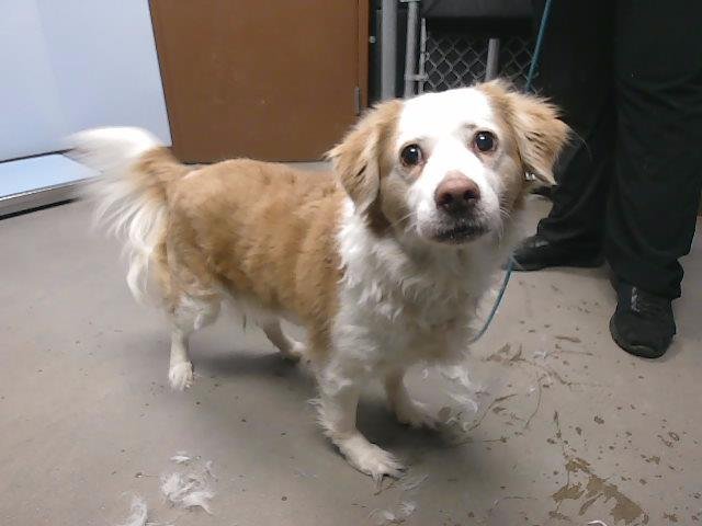 ASHLEY - French Brittany available for adoption