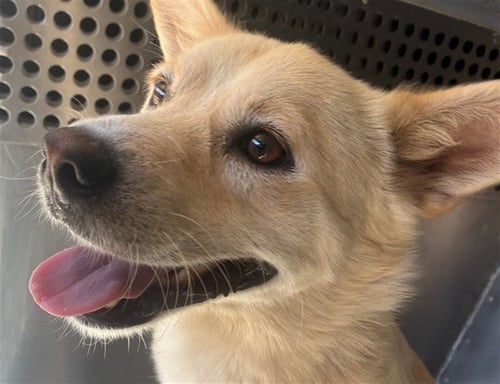 URAL - American Eskimo Dog available for adoption