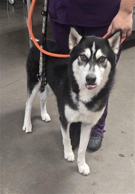 BLITZ - Siberian Husky available for adoption