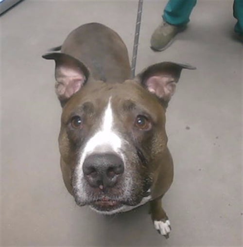 SUGAR - American Pit Bull Terrier available for adoption