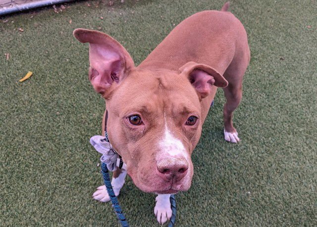 OAKLEY - American Pit Bull Terrier available for adoption