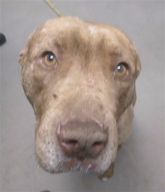 BRUTUS - American Pit Bull Terrier available for adoption