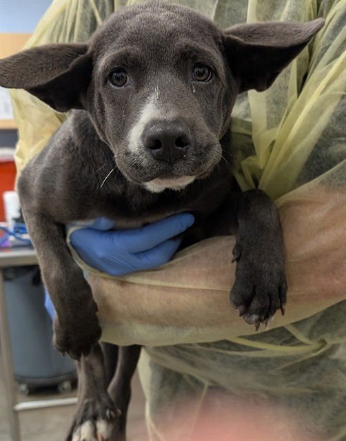 ROCKY - American Pit Bull Terrier available for adoption