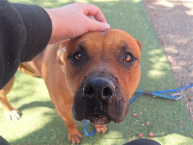 JUNE BUG - Bullmastiff / American Pit Bull Terrier available for adoption