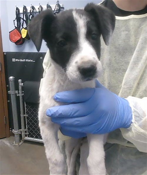 SPARKLES - Border Collie available for adoption