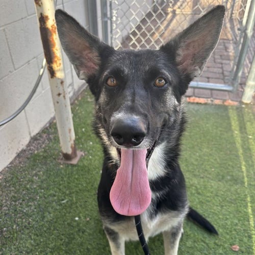 MOUSE - German Shepherd Dog available for adoption