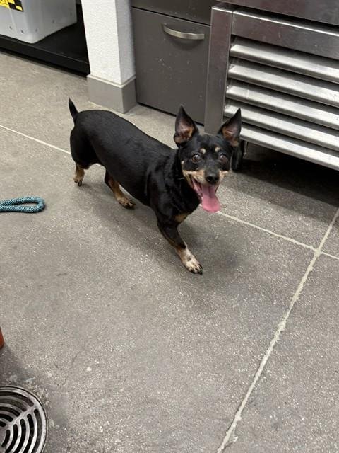 AVA - Chihuahua available for adoption