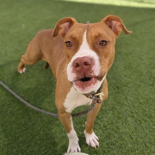 SALMON - Boxer / American Pit Bull Terrier available for adoption