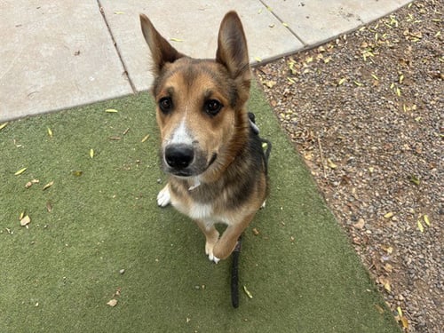 NESS - German Shepherd Dog available for adoption