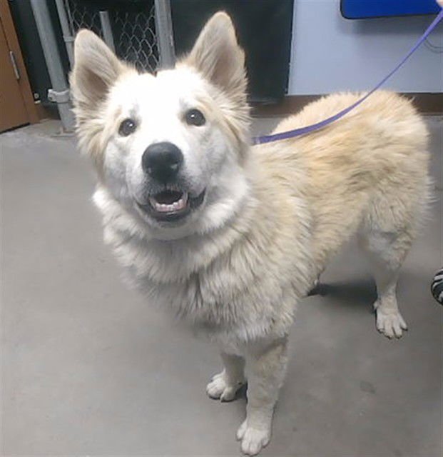 SADE - Husky available for adoption