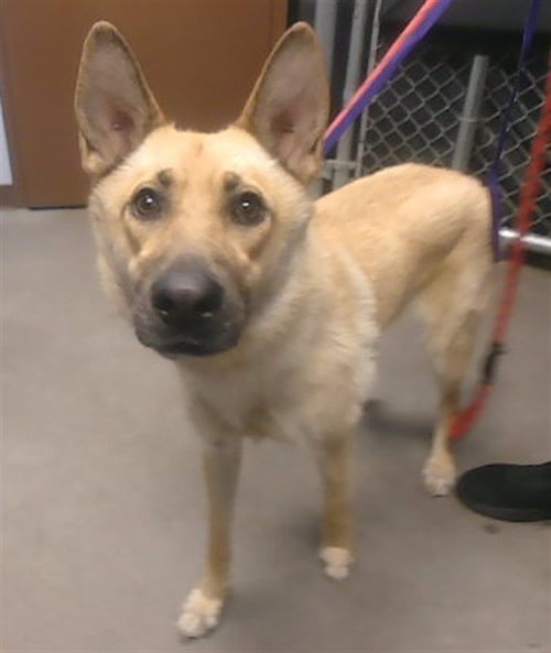 MABEL - German Shepherd Dog available for adoption