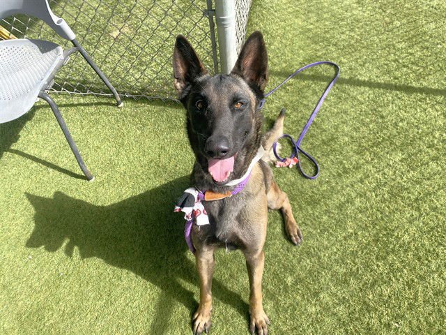 VELVET - Belgian Shepherd Malinois available for adoption