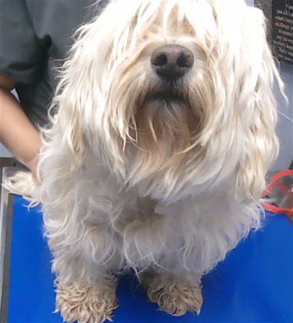 SUGAR - Maltese available for adoption