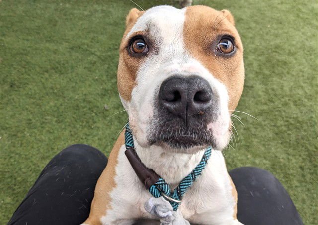 PEACHY - American Pit Bull Terrier available for adoption