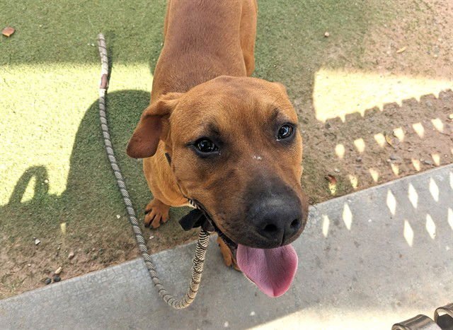 TOMMY - American Pit Bull Terrier available for adoption