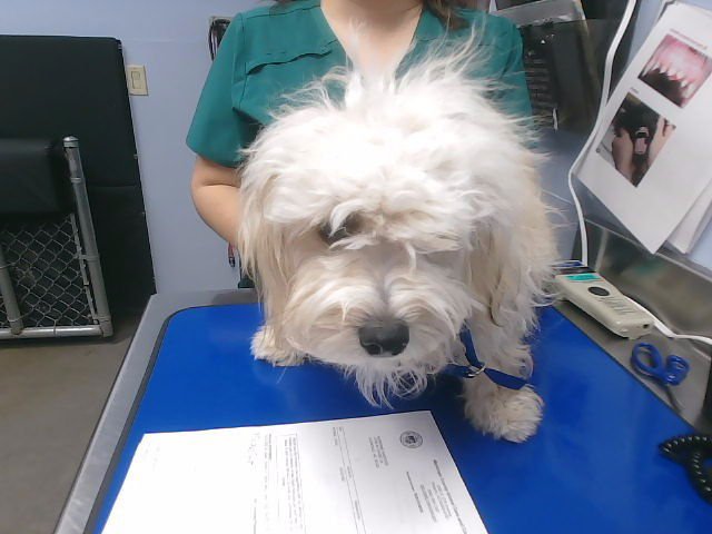 ROLO - Maltese available for adoption