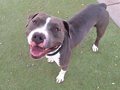 RONNIE - Staffordshire Bull Terrier available for adoption