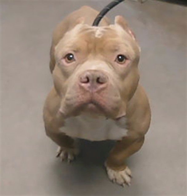 RIBEYE - Mastiff available for adoption