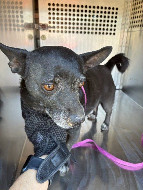 LOTTI - Chihuahua available for adoption