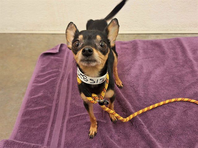 ITTY BITTY - Chihuahua available for adoption