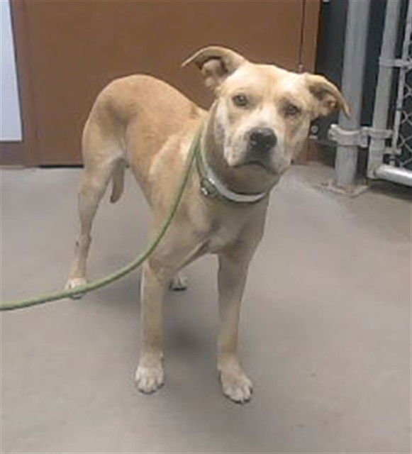 CEDAR - American Pit Bull Terrier available for adoption