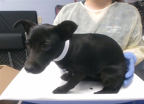 VELVET - Chihuahua available for adoption