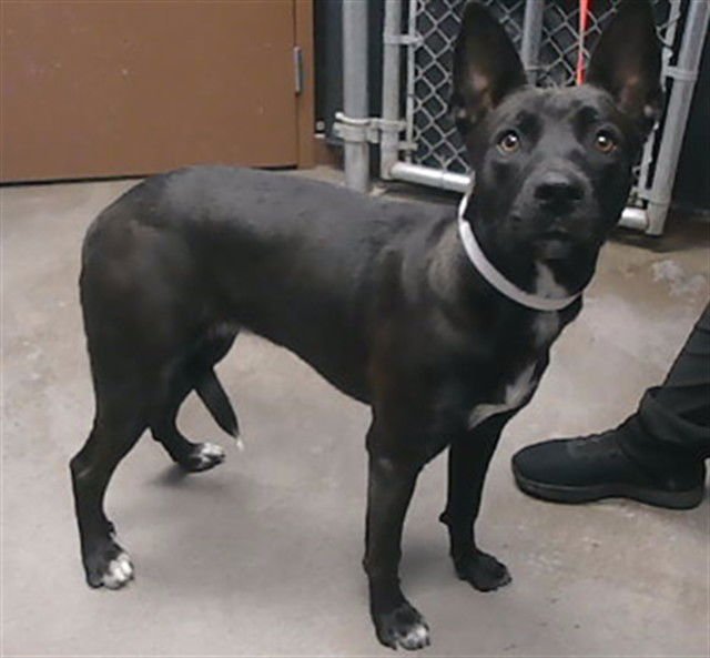 LIGHT SHOW - German Shepherd Dog available for adoption