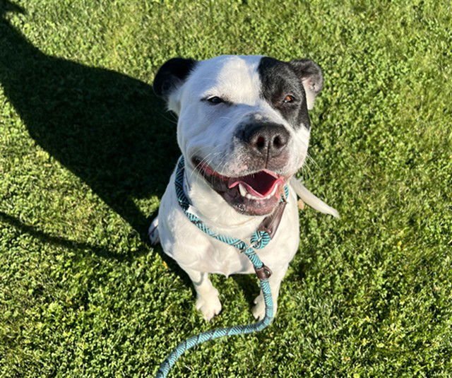 MARIGOLD - American Pit Bull Terrier available for adoption