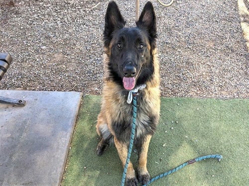 TEX - Belgian Shepherd Malinois available for adoption