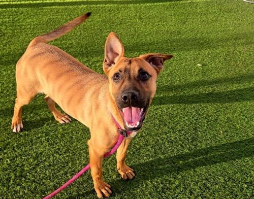 DO GAH - German Shepherd Dog available for adoption