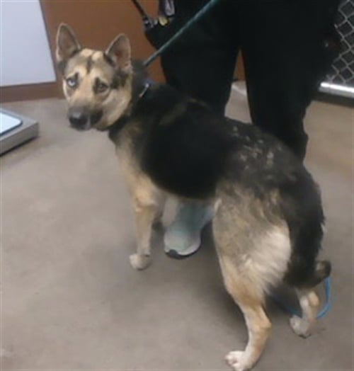 LIME - Husky available for adoption