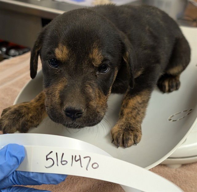 PEONY - German Shepherd Dog available for adoption