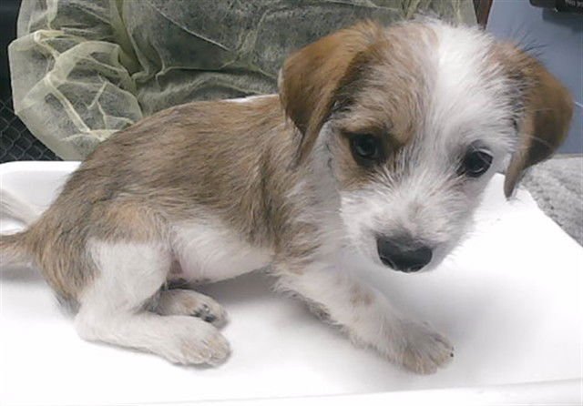 WEEZER - Border Terrier available for adoption