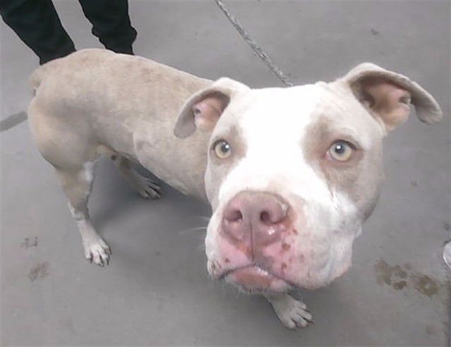 ARCHIE - American Pit Bull Terrier available for adoption