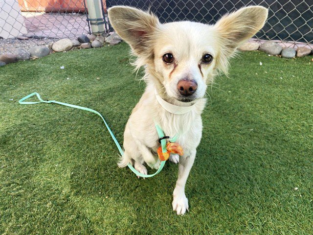 LUCY Image