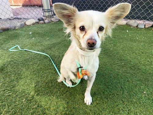 LUCY - Chihuahua available for adoption