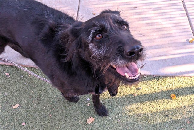 NOVA - Flat-coated Retriever / German Wirehaired Pointer available for adoption